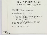 小皮傘屬藏品圖，第2張