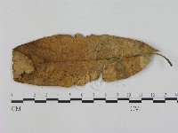 小皮傘屬藏品圖，第3張
