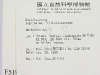 小皮傘屬藏品圖，第2張