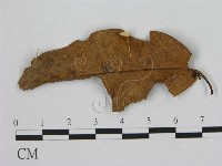 小皮傘屬藏品圖，第3張