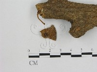 小菇屬藏品圖，第1張