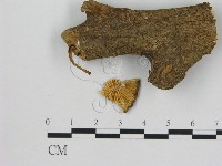 小菇屬藏品圖，第3張