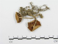 登錄號:F0005202藏品圖，第1張