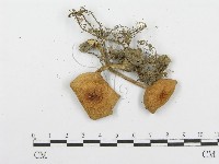 登錄號:F0005202藏品圖，第3張