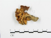 登錄號:F0005203藏品圖，第1張