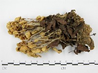 登錄號:F0005204藏品圖，第1張