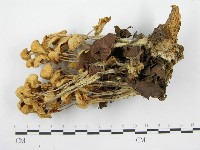 登錄號:F0005204藏品圖，第3張
