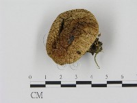 登錄號:F0005207藏品圖，第1張