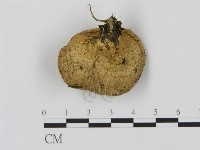 登錄號:F0005207藏品圖，第3張