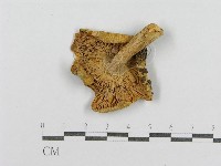 登錄號:F0005208藏品圖，第3張