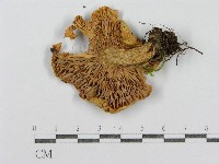 紅菇屬藏品圖，第1張