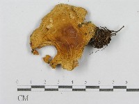 紅菇屬藏品圖，第3張