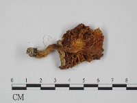 登錄號:F0005212藏品圖，第1張