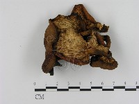 登錄號:F0005213藏品圖，第3張