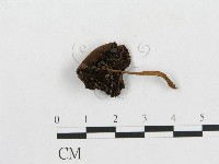 登錄號:F0005215藏品圖，第1張