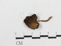登錄號:F0005215藏品圖，第3張