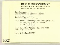 雞油菌屬藏品圖，第2張