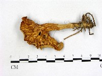 雞油菌屬藏品圖，第1張