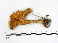 雞油菌屬藏品圖，第3張