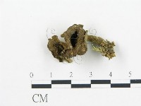 登錄號:F0005219藏品圖，第1張