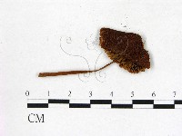 登錄號:F0005220藏品圖，第3張