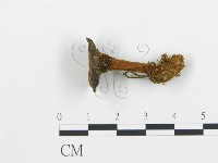 集毛菌屬藏品圖，第1張