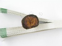 集毛菌屬藏品圖，第3張