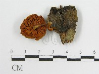 登錄號:F0005224藏品圖，第1張