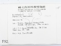 傘菌屬藏品圖，第2張