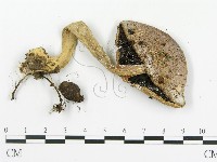 傘菌屬藏品圖，第3張