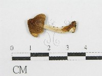 登錄號:F0005228藏品圖，第1張