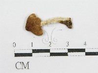 登錄號:F0005228藏品圖，第3張