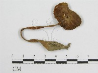 登錄號:F0005229藏品圖，第1張