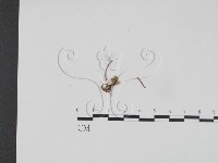 登錄號:F0005230藏品圖，第3張