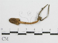 鬼傘屬藏品圖，第3張