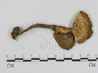 登錄號:F0005232藏品圖，第1張