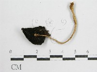 鬼傘屬藏品圖，第1張