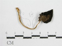 鬼傘屬藏品圖，第3張