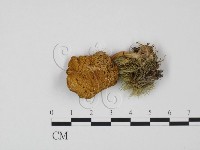 登錄號:F0005236藏品圖，第1張