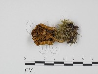 登錄號:F0005236藏品圖，第3張