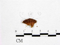 登錄號:F0005237藏品圖，第3張