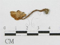 登錄號:F0005239藏品圖，第1張