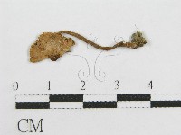 登錄號:F0005239藏品圖，第3張