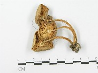 登錄號:F0005240藏品圖，第1張