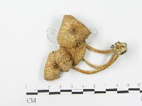 登錄號:F0005240藏品圖，第3張