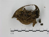 小菇屬藏品圖，第3張