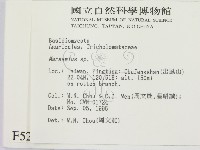 小皮傘屬藏品圖，第2張