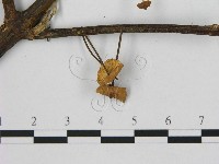 小皮傘屬藏品圖，第3張