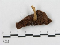 登錄號:F0005244藏品圖，第3張