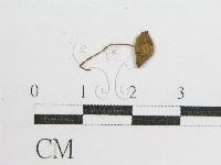 鬼傘屬藏品圖，第1張